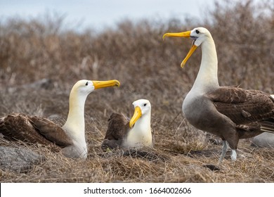 feather family roblox albatross