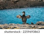 Galapagos birds and animals wildlife. Famous flightless cormorant aka galapagos cormorants drying wings by sea on Fernandina island, Espinoza Point, Galapagos, Ecuador, South America travel