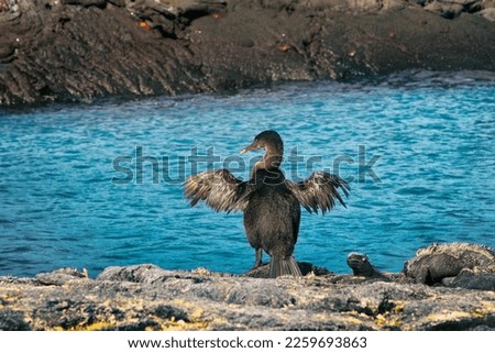 Galapagos birds and animals wildlife. Famous flightless cormorant aka galapagos cormorants drying wings by sea on Fernandina island, Espinoza Point, Galapagos, Ecuador, South America travel