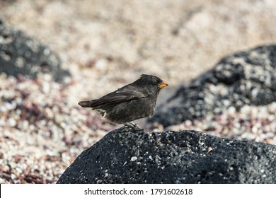 Galapagos Darwin Finches. Small Ground Finch Seen On Galapagos Islands.