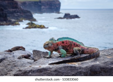 Galapagos Espanola Island Punta Suarez Marine Iguana
