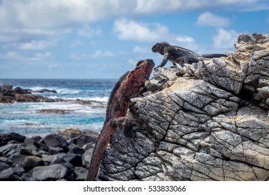 Galapagos Espanola Island Punta Suarez Marine Iguana