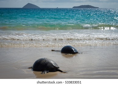  Galapagos Floreana Island Sea Turtles
