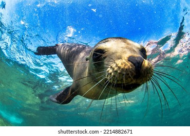 Galapagos fur seal (Arctocephalus galapagoensis) swimming at camera in tropical underwaters. Lion seal in under water world. Observation of wildlife ocean. Scuba diving adventure in Ecuador coast - Powered by Shutterstock