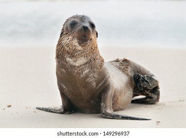 Galapagos Fur Seal Pup Scratching Itself On The Beach.