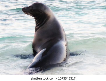 Galapagos Fur Seal Swim In The Sea,on The Beach
