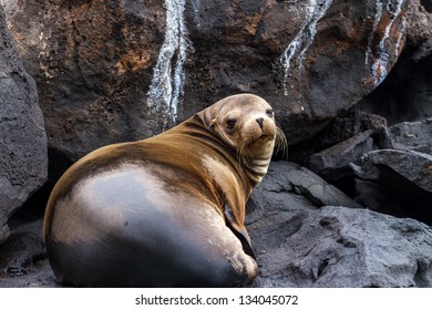 A Galapagos Fur Seal Watches A Passing Boat