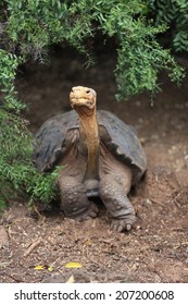 Galapagos Giant Tortoise