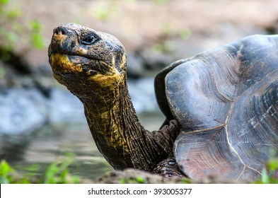 Galapagos Giant Tortoise