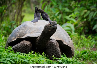 Galapagos Giant Tortoise 