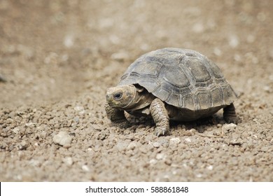 Galapagos Giant Tortoise Chelonoidis Porteri Charles Stock Photo ...