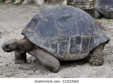 Galapagos Giant Tortoise ,Close Up