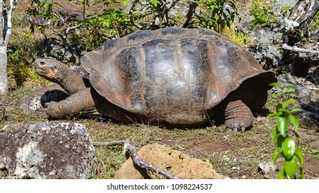 Galapagos Giant Tortoise Galapaguera Interpretation Center Stock Photo ...