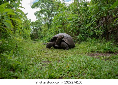 Galapagos Giant Tortoise In Highland