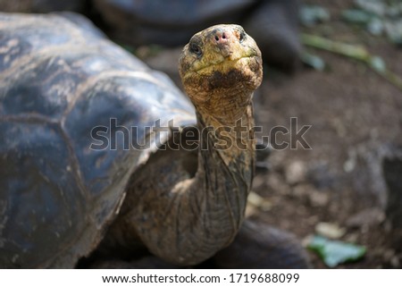 The Galapagos giant tortoise, Galapagos island. Tortoise face close up.