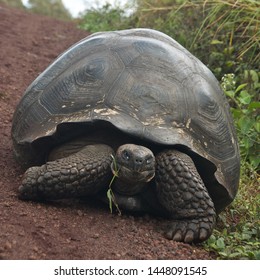 Galapagos Giant Tortoise in Galapagos Islands - Shutterstock ID 1448091545