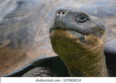 Galapagos Giant Tortoise Largest Living Species Stock Photo 1079830214 ...