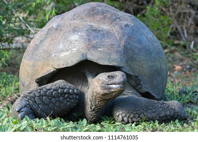 Galapagos Giant Tortoises Stock Photo 1114761035 | Shutterstock