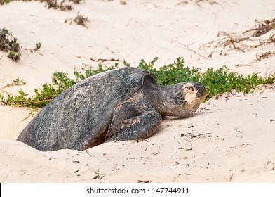 968 Turtle Laying Eggs Beach Images, Stock Photos & Vectors | Shutterstock