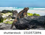 Galapagos Iguana heating itself in the sun resting on rock on Tortuga bay beach, Santa Cruz Island. Marine iguana is an endemic species in Galapagos Islands Animals, wildlife and nature of Ecuador.