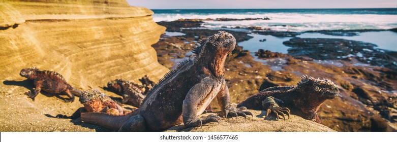 Galapagos Iguana Lying In The Sun On Rock. Marine Iguana Is An Endemic Species In Galapagos Islands Animals, Wildlife And Nature Of Ecuador.