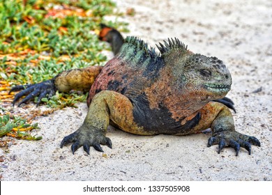 Iguane High Res Stock Images Shutterstock