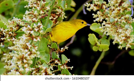 Galapagos Island Beautiful Darwin Finch