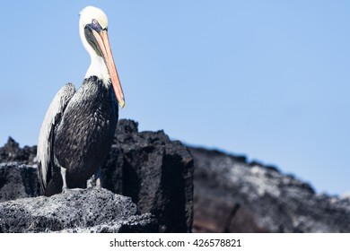 Galapagos Islands