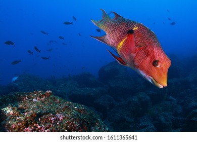 Galapagos Islands Diving With Aquadiver.pl, Virgin And Amazing Underwater Animals