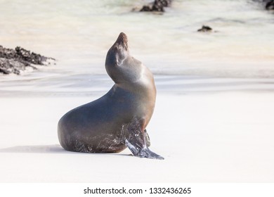 67,438 Seals Island Images, Stock Photos & Vectors | Shutterstock