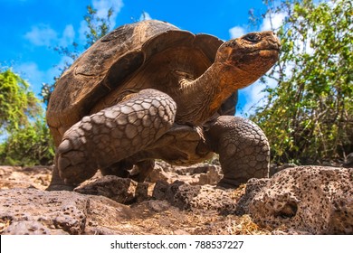 The Galapagos Islands. Ecuador. Galapagos Tortoise In Motion. Island Of Santa Cruz. The Old Turtles That Saw Charles Darwin In The Galapagos Islands.