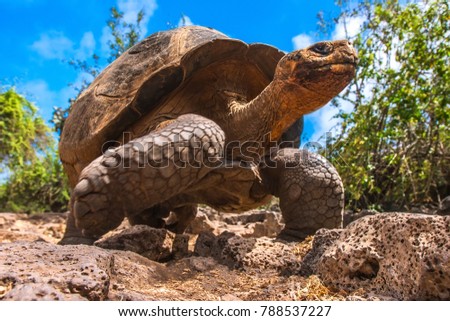 The Galapagos Islands. Ecuador. Galapagos tortoise in motion. Island of Santa Cruz. The old turtles that saw Charles Darwin in the Galapagos Islands.