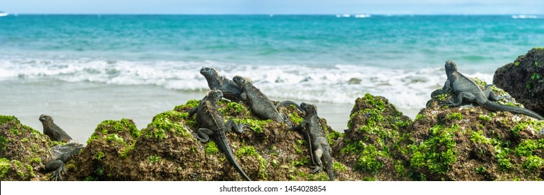 Galapagos Islands Marine Iguanas Wildlife Relaxing On Beach Banner Panorama Of Ocean Background In Isabela Island, Islas Galapagos. Travel Lifestyle.