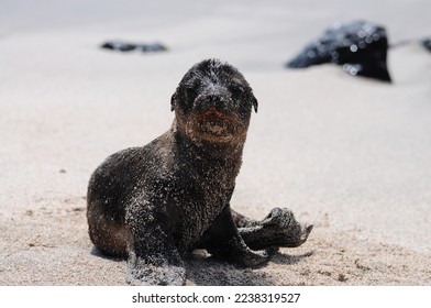 Galapagos islands sea lion babys
