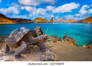 Galapagos Islands. Galapagos tortoise. Big turtle. Ecuador. - Shutterstock ID 2157700879