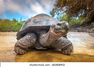 Galapagos Islands. Galapagos tortoise. Big turtle. Ecuador. - Shutterstock ID 682808902