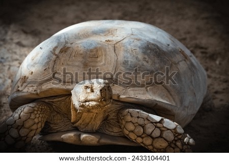 Galapagos Islands. Galapagos tortoise. Big turtle. Ecuador. The Galapagos tortoise or Galapagos giant tortoise. Aldabra giant tortoise.