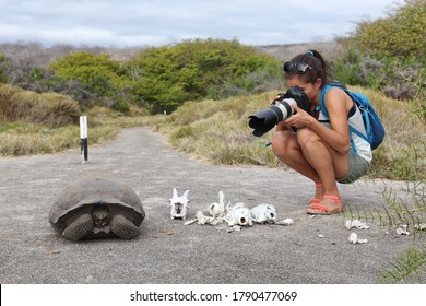 Galapagos Islands Travel Experience. Woman Tourist Wildlife Photographer Taking Photos Of Tortoise In Urbina Bay, Isabela Island, Galapagos Islands, Ecuador. Also Showing Bones From Goat