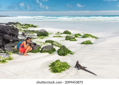 Galapagos Islands Travel Wildlife Photography Photographer Tourist Woman Taking Photos Of Marine Iguana Walking On Tortuga Bay Beach, Santa Cruz Island. Galapagos Cruise Vacation.