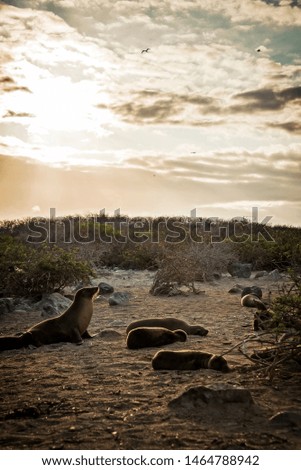 Galapagos Islands Wildlife, Nature Landscapes, 
