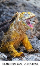 Galapagos land iguana (Conolophus subcristatus) on South Plaza Island, Galapagos National Park, Ecuador. It is endemic to the Galapagos Islands.