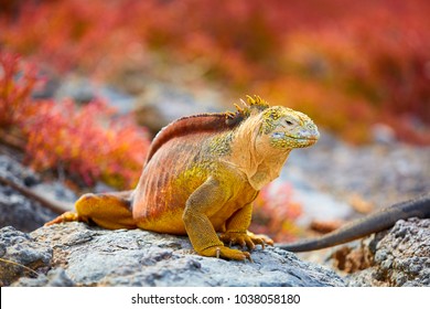 Galapagos Land Iguana, Galápagos Islands, Ecuador, South America