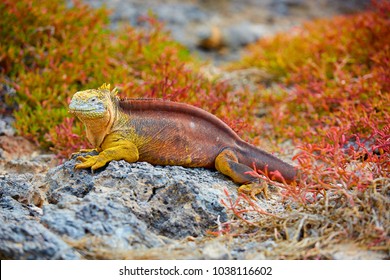Galapagos Land Iguana, Galápagos Islands, Ecuador, South America