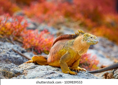 Galapagos Land Iguana, Galápagos Islands, Ecuador, South America