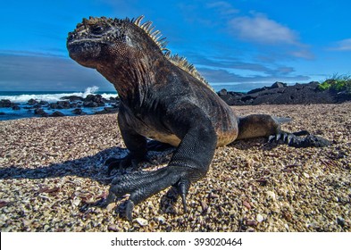 Galapagos Marine Iguana