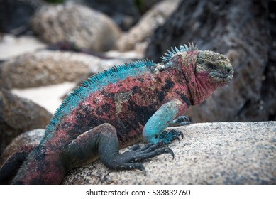 Galapagos Marine Iguana 