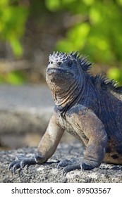 Galapagos Marine Iguana