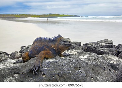 Galapagos Marine Iguana