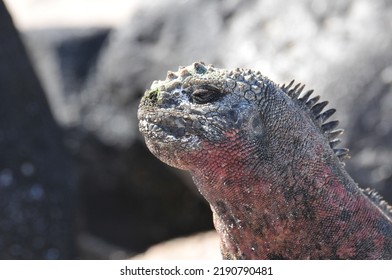 Galapagos Marine Iguana On Rock