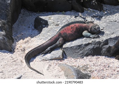 Galapagos Marine Iguana On Rock